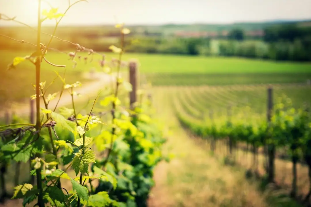 Vinprovningstips och boende i Toscana illustration